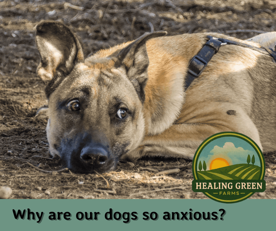 A tan dog with large ears lies on the ground, looking alert and anxious. The text reads, "Why are our dogs so anxious?" with the Healing Green Farms logo in the corner.