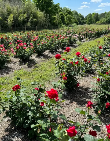 healing-green-farms-rose-garden-about-is