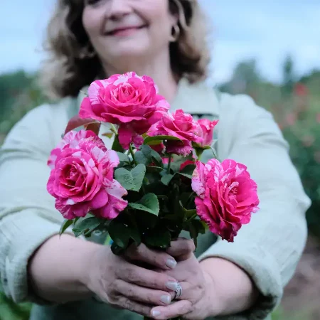 Pink roses blooming at Healing Green Farms CBD, showcasing natural botanicals for wellness.